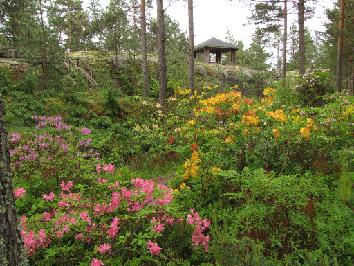 IMG_2547_Atsaleat Azaleas - atsaleat - 14.6.2011