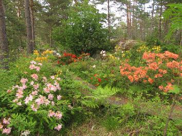 IMG_2638_azaleas Azaleas - atsaleat - 20.6.2011