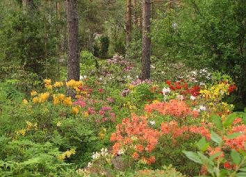 IMG_2642_atsaleat Azaleas - atsaleat - 20.6.2011