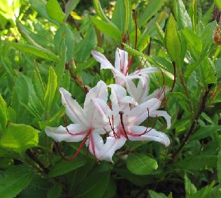 IMG_2723_arborescens_Don_Hyatt_Wayah_Bald R. arborescens Don Hyatt Wayah Bald - 24.6.2011