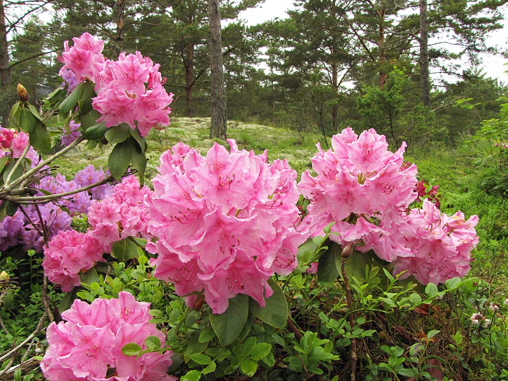 Тропический рододендрон. Рододендрон курильский. Рододендрон (азалия) violetta. Как сохранить рододендрон до весны. Рододендрон гибридный клодин.