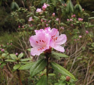 IMG_5422_February_Dawn_2015_04_02 Rhododendron 'February Dawn'