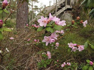 IMG_5447_February_Dawn_2015_04_06 Rhododendron 'February Dawn'