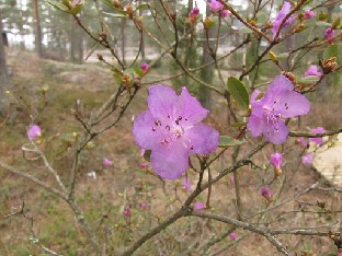 IMG_5478_dauricum_2001-0078_2015_04_11 Rhododendron dauricum