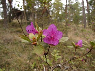 IMG_5534_sichotense_Berkutenko_Mt_2015_04_22 Rhododendron sichotense