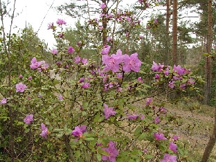 IMG_5536_ledebourii_Mt_2015_04_22 Rhododendron ledebourii