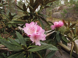 IMG_5647_adenogynum_2005_0652_2015_05_05 Rhododendron adenogynum