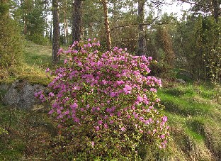 IMG_6167_PJM_2015_05_17 Rhododendron PJM Group