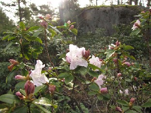 IMG_6168_Isola_Bella_2015_05_17 Rhododendron 'Isola Bella'