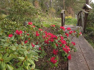 IMG_6170_Mauritz_2015_05_17 Rhododendron 'Mauritz'