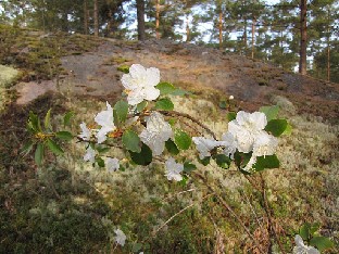 IMG_6179_dauricum_Hokkaido_2015_05_17 Rhododendron dauricum 'Hokkaido'