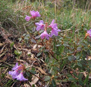 IMG_6197_pumilum_2015_05_17 Rhododendron pumilum