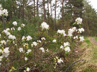 IMG_6220_Arctic_Pearl_2015_05_17 Rhododendron 'Arctic Pearl'