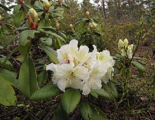 IMG_6254_Alli_Kuutamo_2015_05_20 Rhododendron 'Alli', a cross by Bengt Kihlman