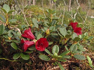 IMG_6258_Carmen_2015_05_20 Rhododendron 'Carmen'