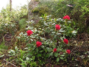 IMG_6263_Elviira_2015_05_20 Rhododendron 'Elviira'