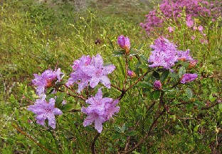 IMG_6321_Moerheim_2015_05_23 Rhododendron 'Moerheim'