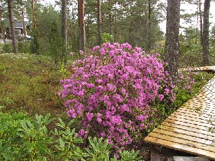 IMG_6323_PJM_Elite_2015_05_23 Rhododendron 'PJM Elite'