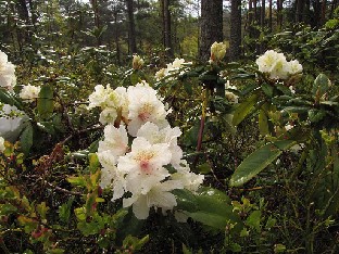 IMG_6333_Alli_Kuutamo_2015_05_23 Rhododendron 'Alli', a cross by Bengt Kihlman