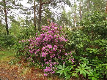 IMG_5026_PJM_1024px Rhododendron PJM Group