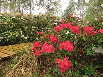 IMG_5027_Mauritz_1024px Rhododendron 'Mauritz'