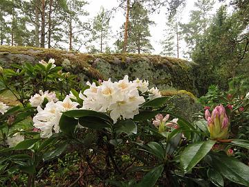 IMG_5031_Cunninghams_White_1024px Rhododendron 'Cunningham's White'