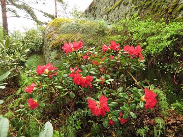 IMG_5035_Elviira_1024px Rhododendron 'Elviira'