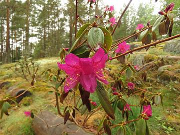 IMG_5041_concinnum_var_pseudoyanthinum_1024px Rhododendron concinnum var. pseudoyanthinum