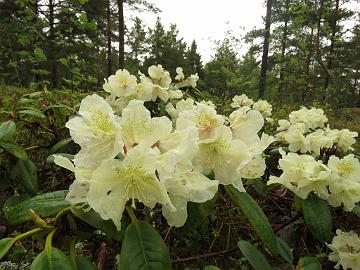 IMG_5050_Alli_1024px Rhododendron 'Alli'