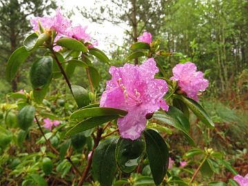 IMG_5067_sichotense_Berkutenko_1024px Rhododendron sichotense