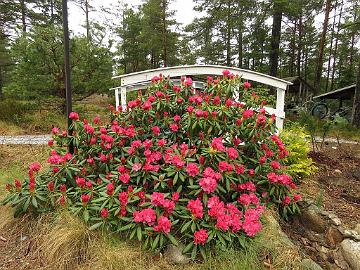 IMG_5069_Sonatine_1024px Rhododendron 'Sonatine'