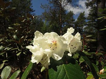 IMG_5072_faberi_2007-1188_1024px Rhododendron faberi