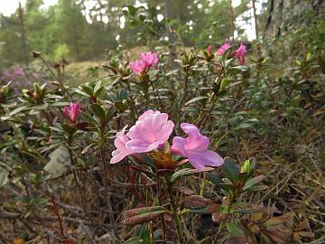 IMG_5074_myrtifolium_1024px Rhododendron myrtifolium