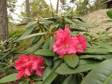 IMG_5075_BVT_x_microgynum_01_1024px Rhododendron BVTMicrog-01 ( brachycarpum ssp. tigerstedtii x microgynum ), a cross by Gery Panev