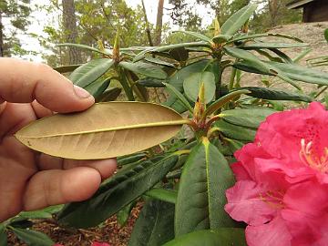 IMG_5076_BVT_x_microgynum_01_1024px Rhododendron BVTMicrog-01 ( brachycarpum ssp. tigerstedtii x microgynum ), a cross by Gery Panev