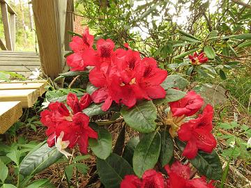 IMG_5079_Corinna_1024px Rhododendron 'Corinna'