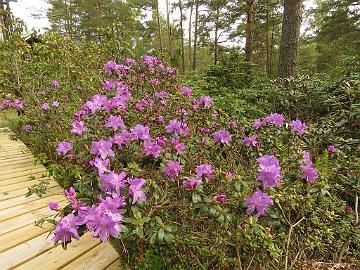 IMG_5080_Blumiria_1024px Rhododendron 'Blumiria'