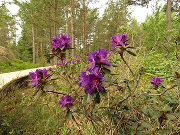 IMG_5083_russatum_blue_black_form_AGM_1024px Rhododendron russatum blue black form AGM