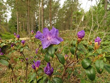 IMG_5085_Blaufeder_1024px Rhododendron 'Blaufeder'
