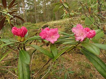 IMG_5089_degronianum_ssp_heptamerum_var_hondoense_f_micranthum_1024px Rhododendron degronianum ssp. hondoense f. micranthum