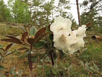 IMG_5095_Queen_Bee_1024px Rhododendron 'Queen Bee'