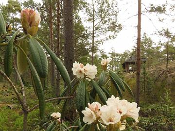 IMG_5097_BVT_x_rex_1024px Rhododendron BVTrex-01 ( brachycarpum ssp. ulleungense x rex ), a cross by Kaarel Voitk