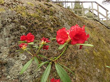 IMG_5100_Django_1024px Rhododendron 'Django'