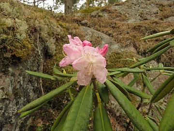 IMG_5103_Axel_Tigerstedt_1024px Rhododendron 'Axel Tigerstedt'