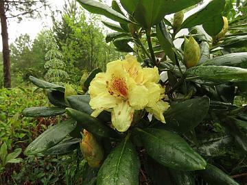 IMG_5138_Kristians_Sunshine_1024px Rhododendron 'Kristian's Sunlight' ('Kullervo' x 'Goldprinz'), a cross by Kristian Theqvist