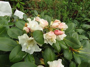 IMG_5142_Nikodemus_1024px Rhododendron 'Nikodemus', x nicomontanum cross by Per Houbak Vestergaard