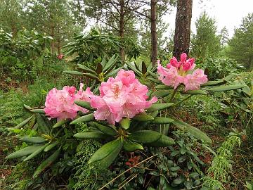 IMG_5143_Mikkeli_x_Kalinka_01_1024px Rhododendron MikkKal-01 ('Mikkeli' x 'Kalinka'), a cross by Kristian Theqvist