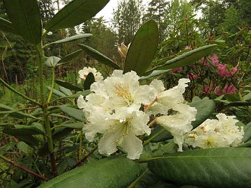 IMG_5161_PMA_x_wightii_1024px Rhododendron PMAWight-01 ('P.M.A. Tigerstedt' x wightii ), a cross by Kristian Theqvist