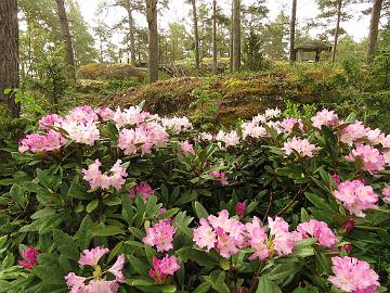 IMG_5162_Pohjolas_Daughter_1024px Rhododendron 'Pohjola's Daughter'