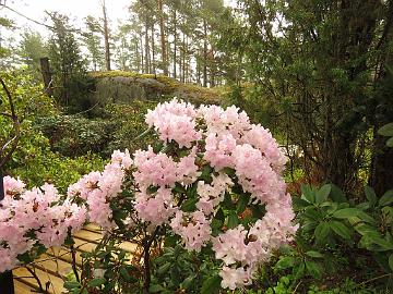 IMG_5164_Manitou_1024px Rhododendron 'Manitou'